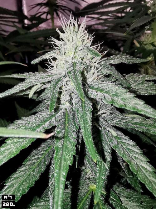 Fruit Punch. Week 10 - 28D Nº1