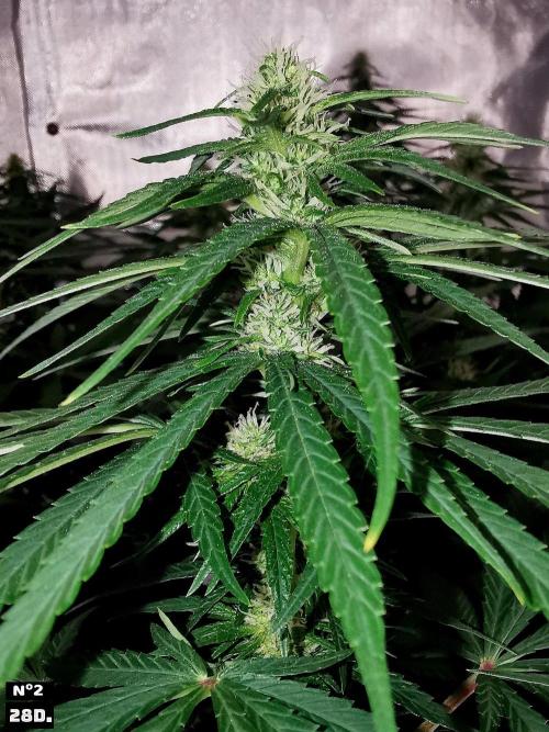 Fruit Punch. Week 10 - 28D Nº2