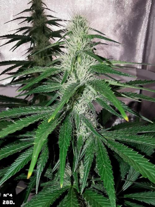 Fruit Punch. Week 10 - 28D Mº4