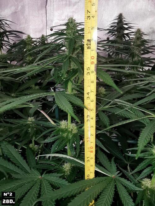 Fruit Punch. Week 10