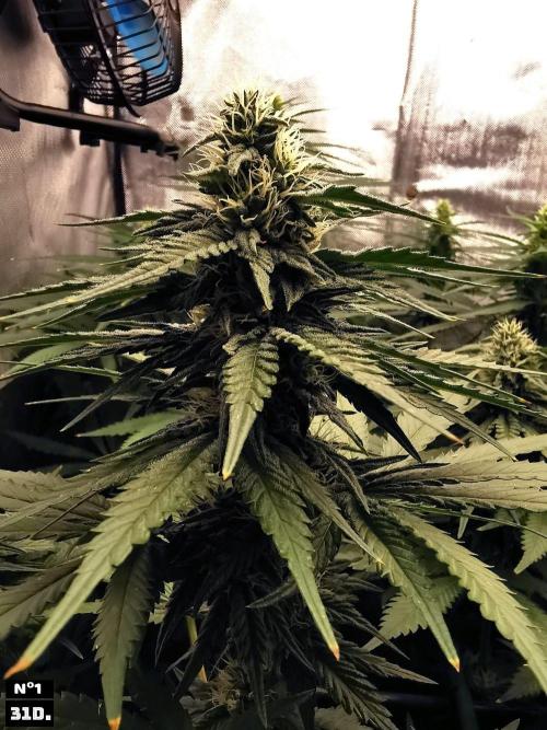 Fruit Punch. Week 11