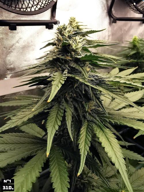 Fruit Punch. Week 11