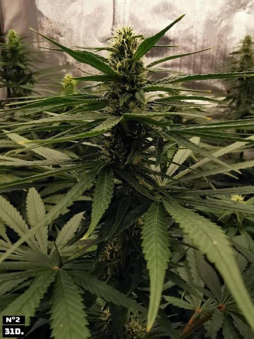 Fruit Punch. Week 11