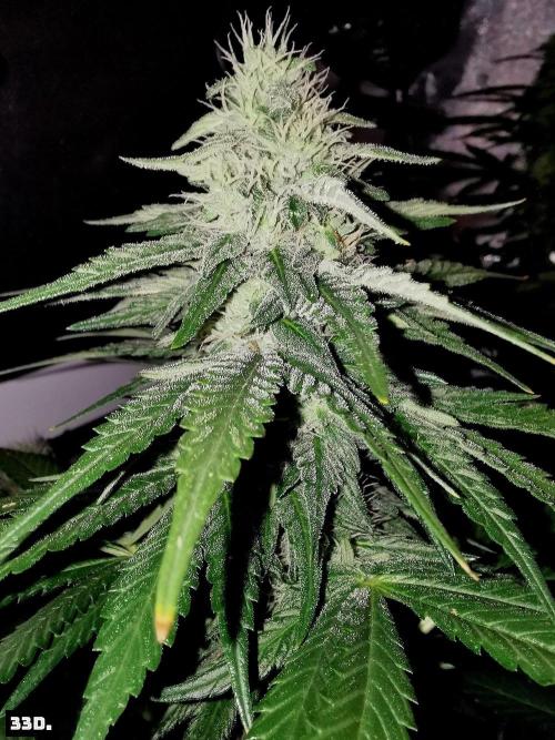 Fruit Punch. Week 11
