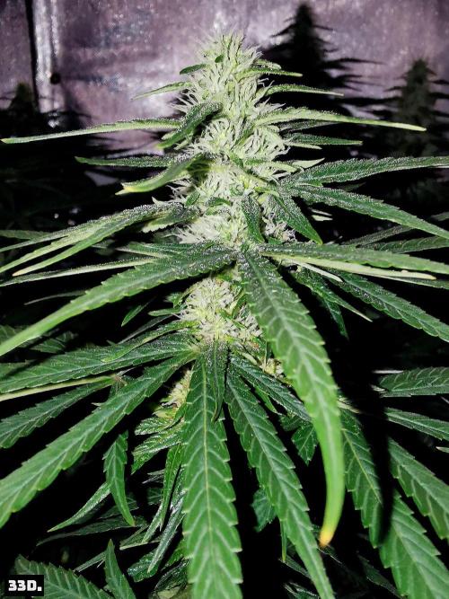 Fruit Punch. Week 11
