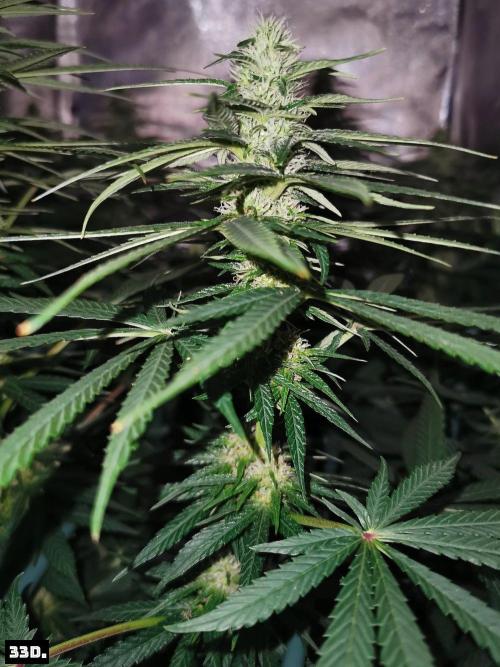 Fruit Punch. Week 11