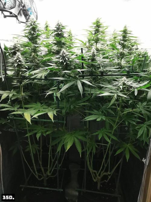 Fruit Punch. Week 11 - 35d