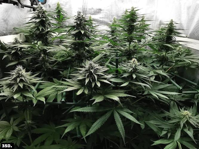 Fruit Punch. Week 11 - 35d