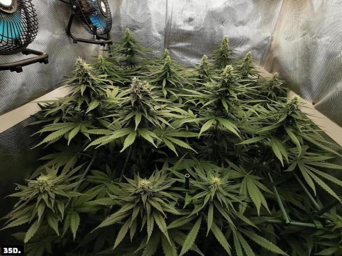 Fruit Punch. Week 11 - 35d