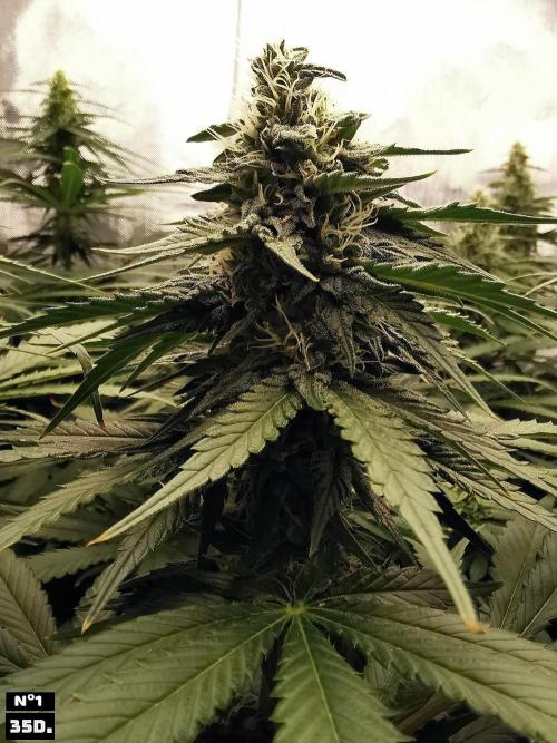 Fruit Punch. Week 11 - 35d n1