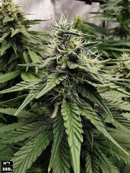 Fruit Punch. Week 11 - 35d n1