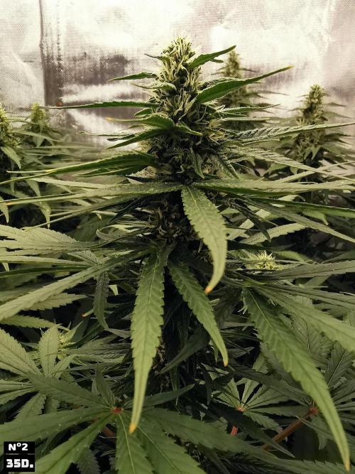 Fruit Punch. Week 11 - 35d n2