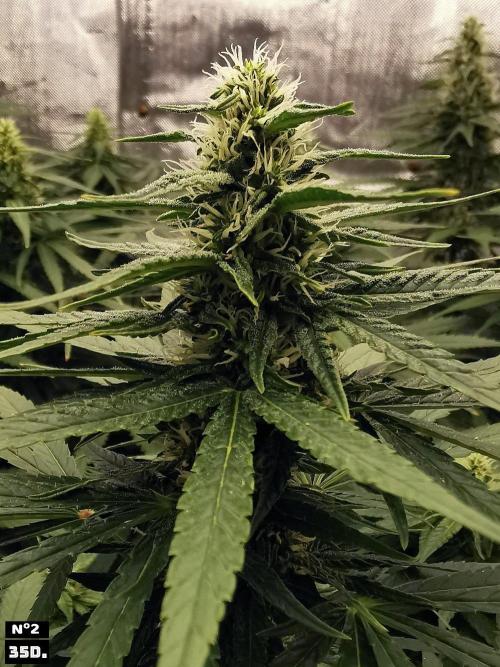 Fruit Punch. Week 11 - 35d n2