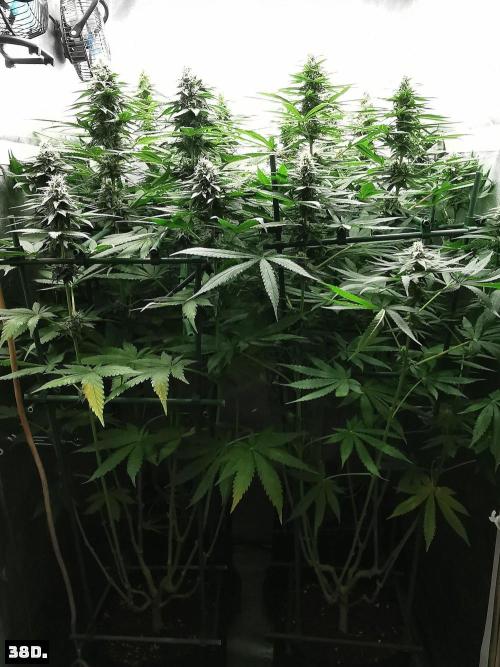 Fruit Punch. Week 12 - 38D