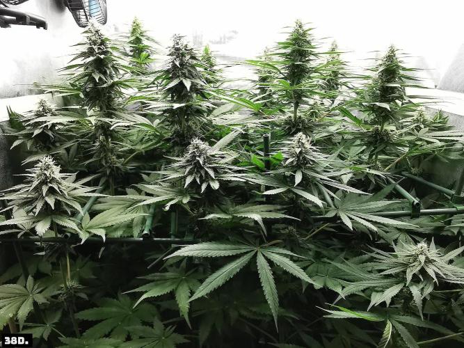 Fruit Punch. Week 12 - 38D