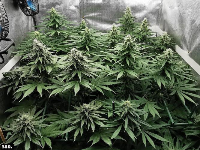 Fruit Punch. Week 12 - 38D