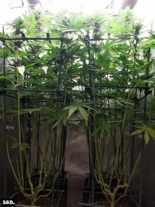 Fruit Punch. Week 12 - 38D