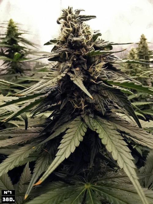 Fruit Punch. Week 12 - 38D