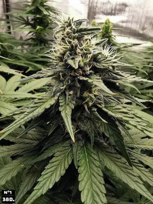 Fruit Punch. Week 12 - 38D