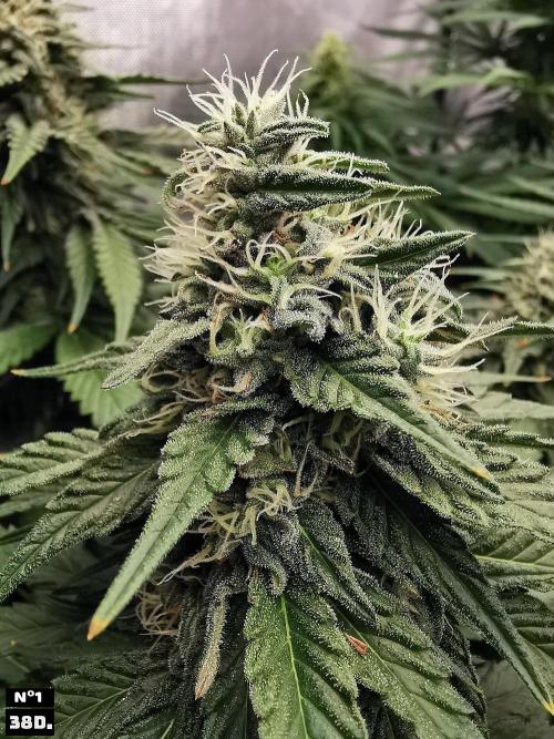 Fruit Punch. Week 12 - 38D