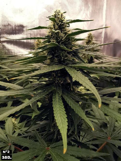 Fruit Punch. Week 12 - 38D