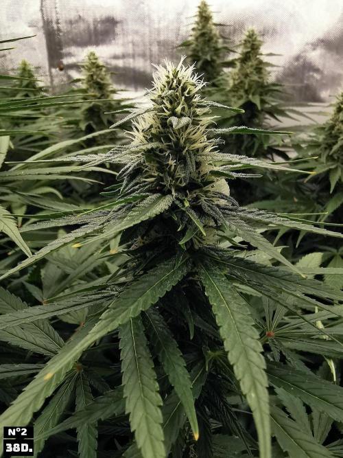 Fruit Punch. Week 12 - 38D