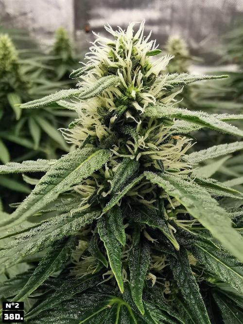Fruit Punch. Week 12 - 38D