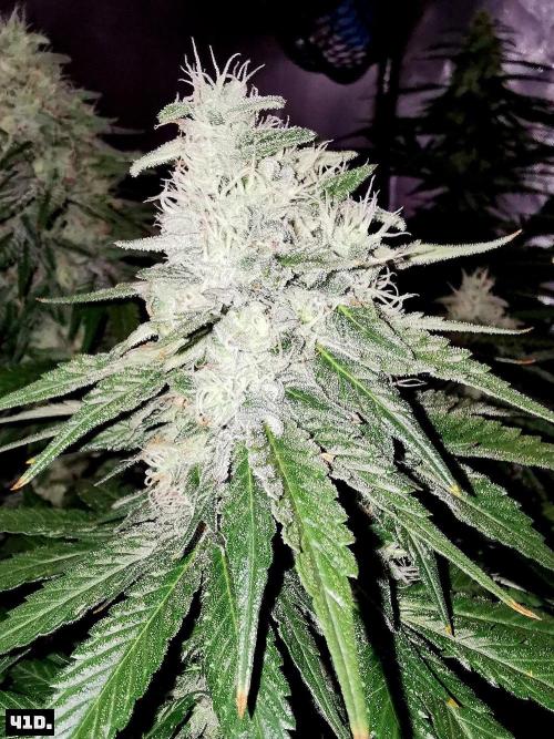 Fruit Punch. Week 12 - 41D