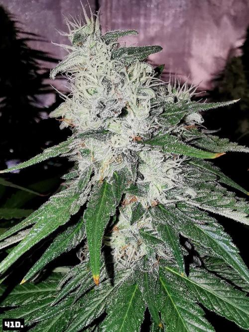 Fruit Punch. Week 12 - 41D