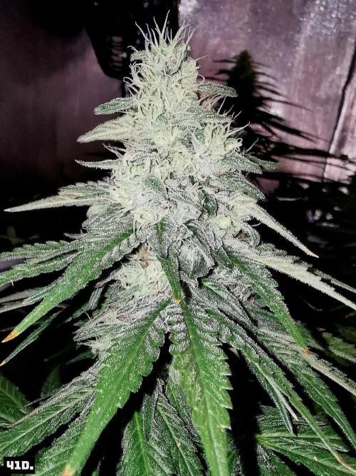 Fruit Punch. Week 12 - 41D