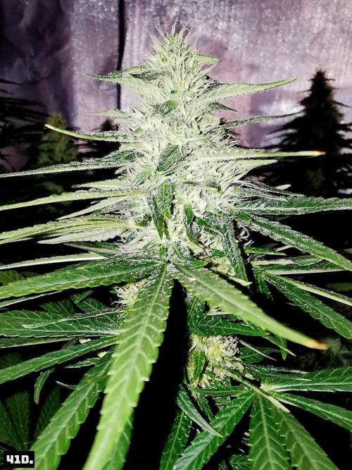 Fruit Punch. Week 12 - 41D