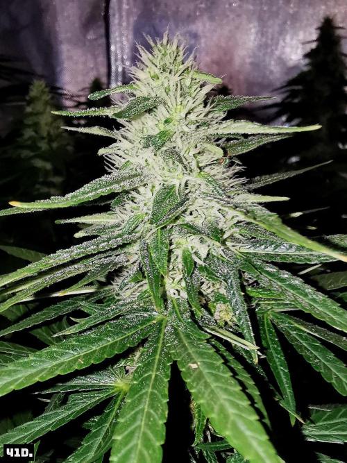 Fruit Punch. Week 12 - 41D