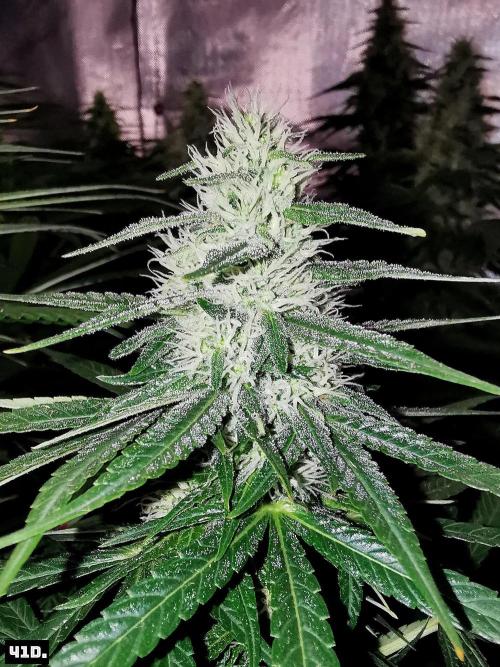 Fruit Punch. Week 12 - 41D