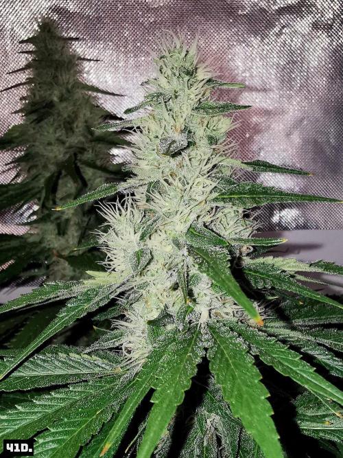 Fruit Punch. Week 12 - 41D