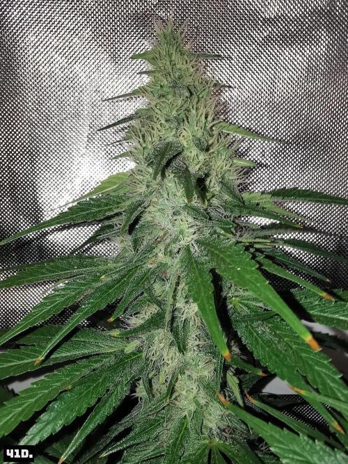 Fruit Punch. Week 12 - 41D