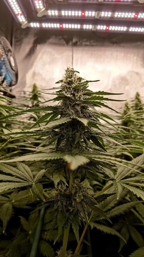 Fruit Punch
