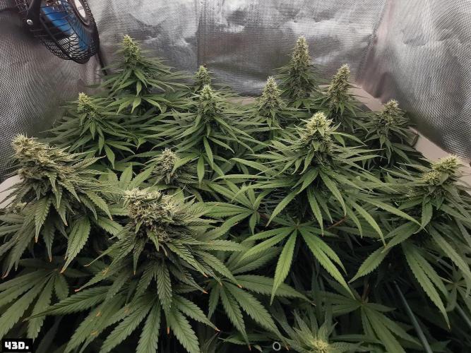 Fruit Punch. Week 13 - 43D