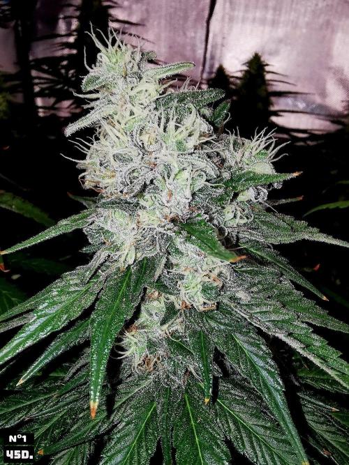 Fruit Punch. Week 13 - 45D nº1