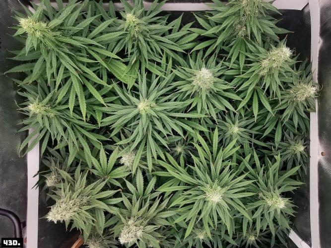 Fruit Punch. Week 13 - 43D