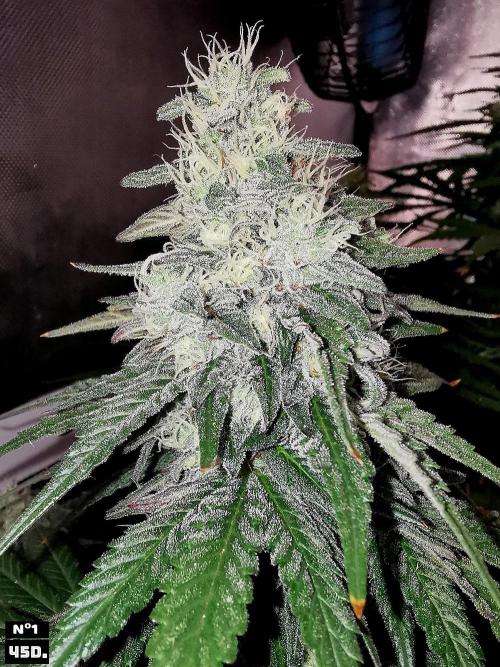 Fruit Punch. Week 13 - 45Dnº1