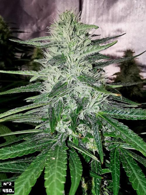 Fruit Punch. Week 13 - 45Dnº2