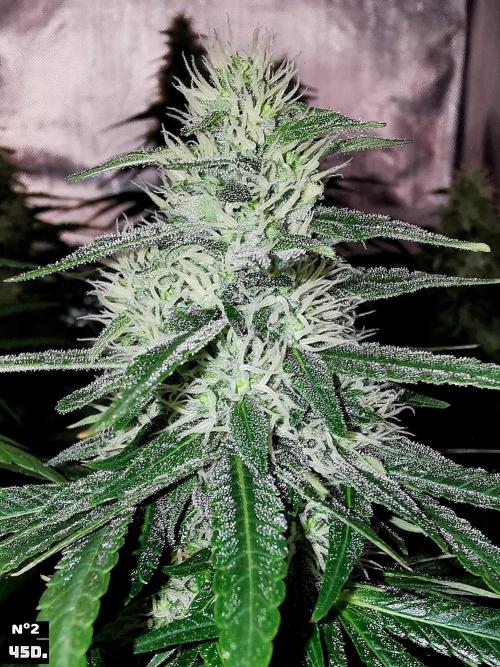 Fruit Punch. Week 13 - 45Dnº2