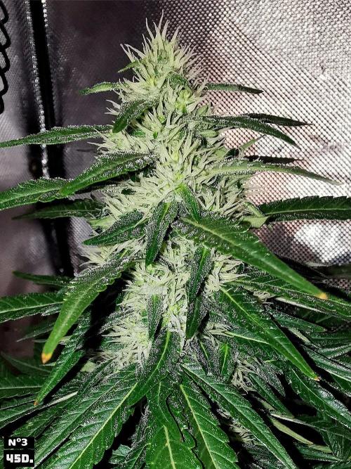 Fruit Punch. Week 13 - 45Dnº3