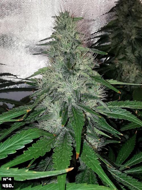 Fruit Punch. Week 13 - 45Dnº4