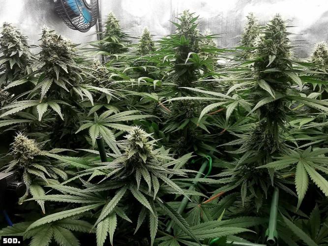 Fruit Punch. Week 14 - 50D