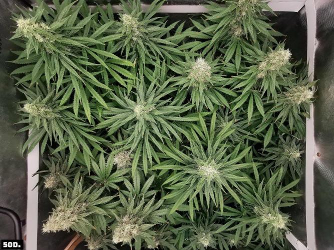 Fruit Punch. Week 14 - 50D