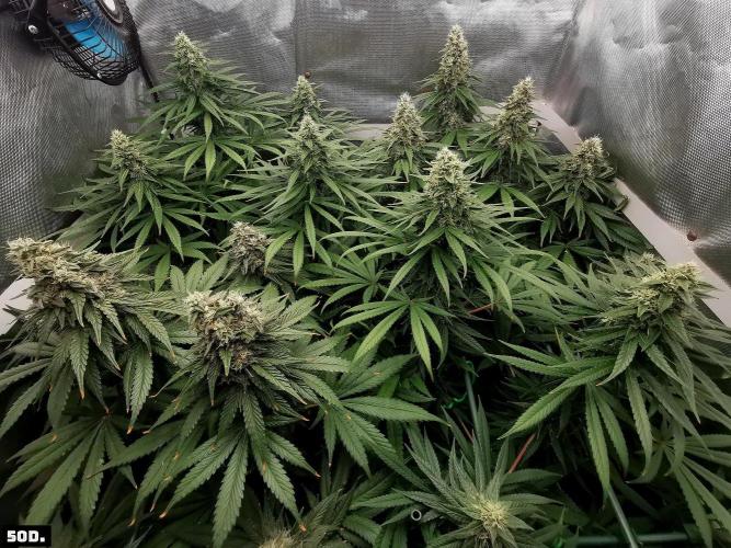 Fruit Punch. Week 14 - 50D