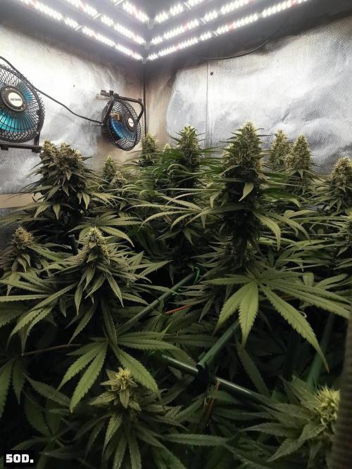 Fruit Punch. Week 14 - 50D