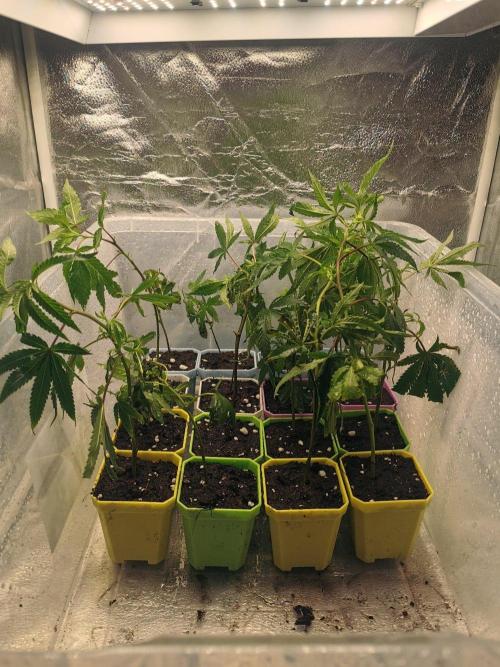 ZorroZ cuttings. Week 1