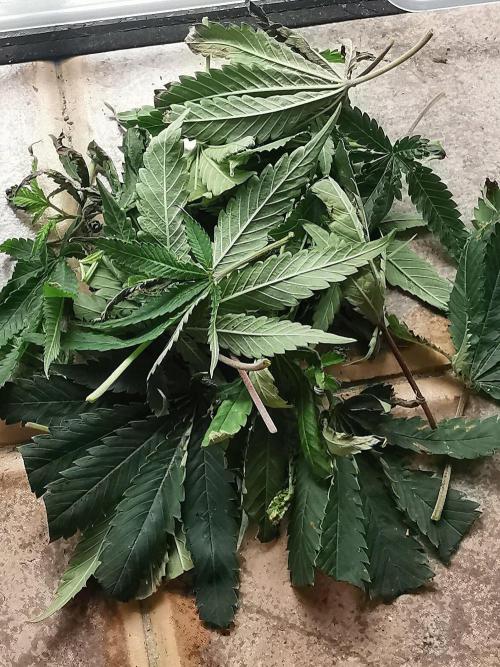 ZorroZ cuttings. Week 1